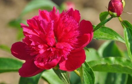 一天二十四小时内都开什么花