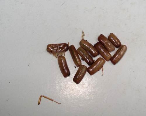 蟑螂卵是什么形状，什么样子的。