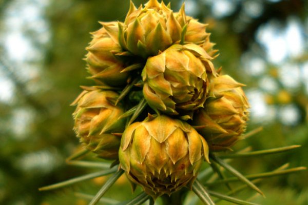 哪种花的花语是涅槃重生？