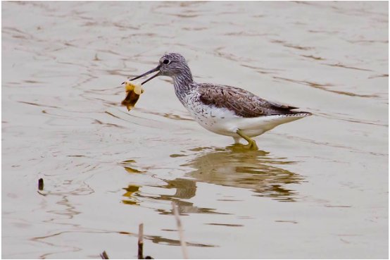 来源于历史故事的四字词语