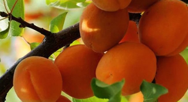 山西忻州十大特产