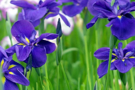 紫蝴蝶的养殖方法和注意事项