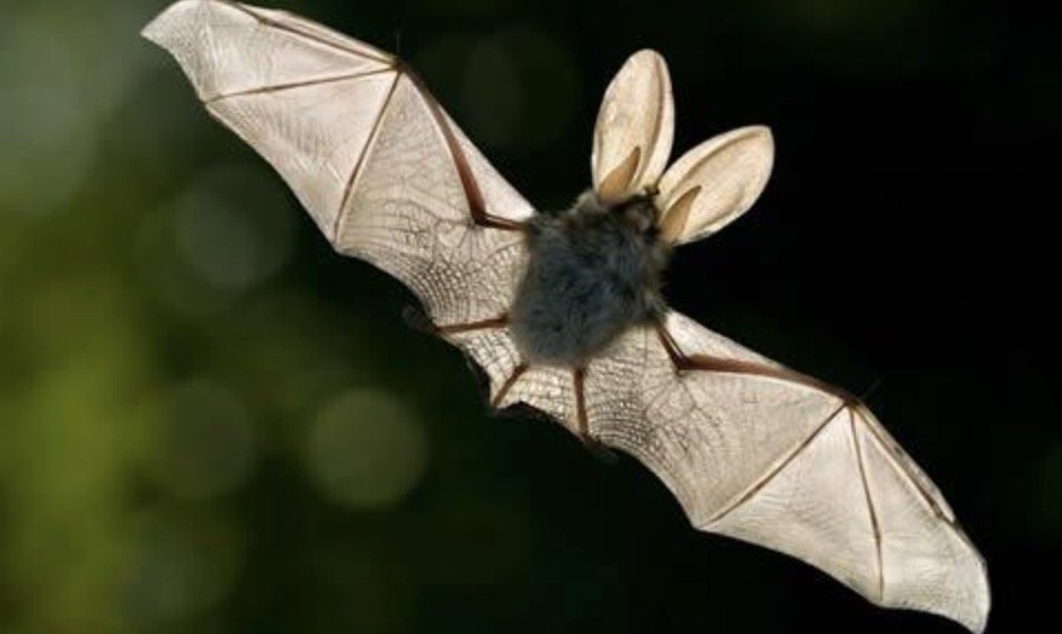 蝙蝠怕什么气味和东西？