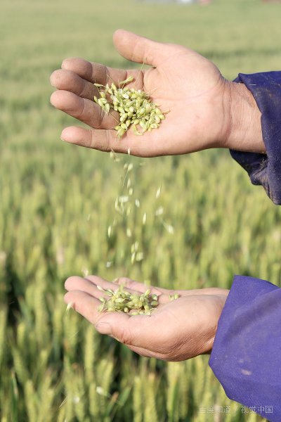 小满的相关农谚