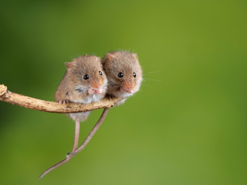 五福生肖是哪5个动物