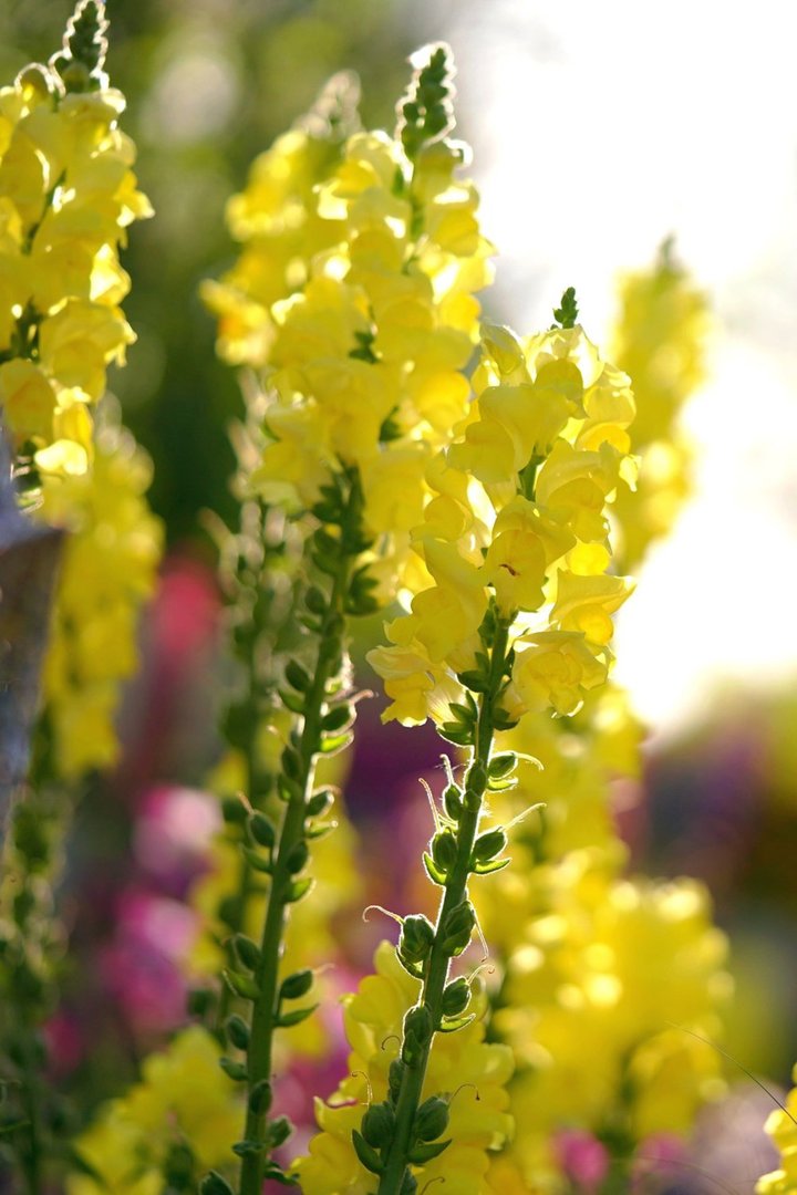 金鱼草的花期是什么时候?