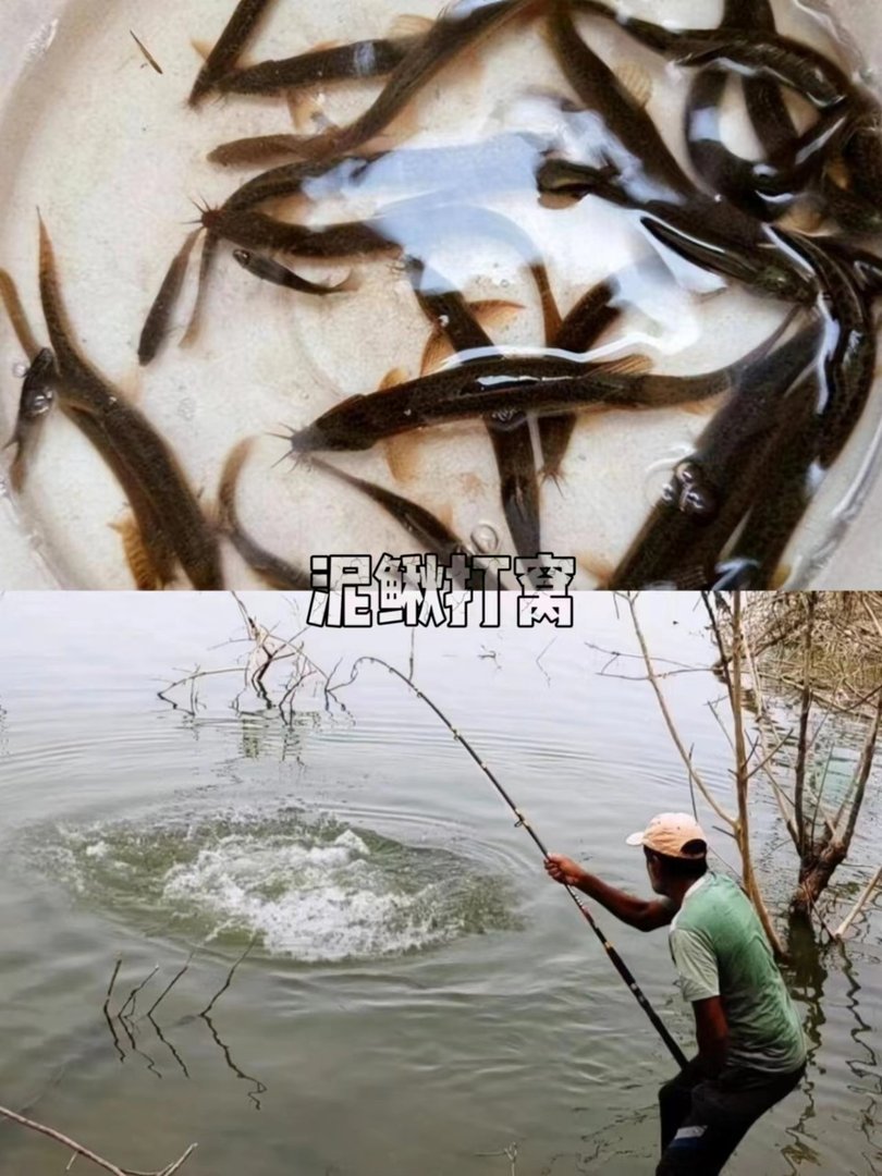 用活泥鳅钓鱼,为何会判刑?你能理解吗?