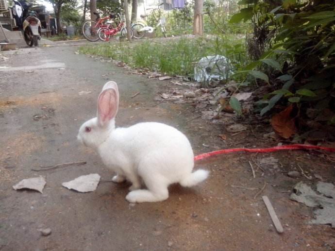 静若处子，动若疯兔.是什么意思