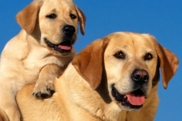 梦见狗的七大预兆