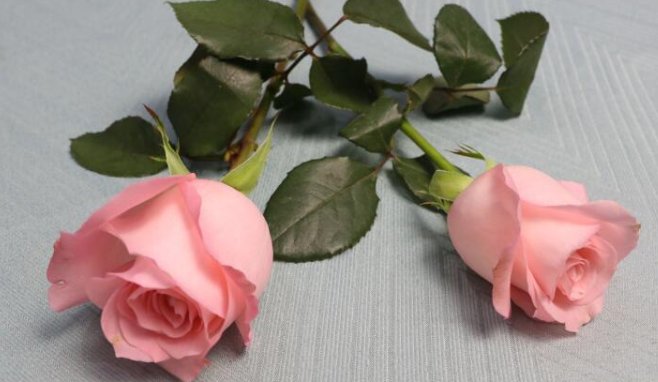 粉玫瑰适合送什么人