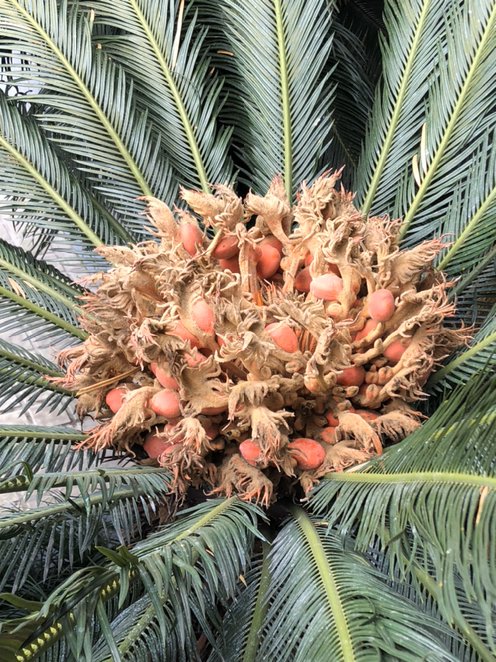 天似穹庐的意思？