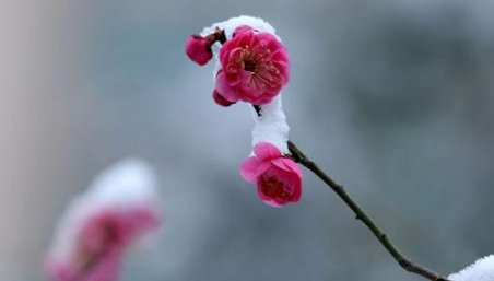 梅花香自苦寒来的全诗是什么