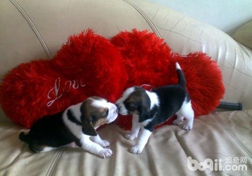 如何防治母犬子宫扭转？