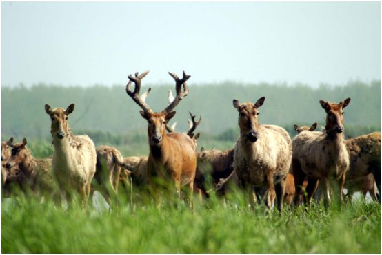 来源于历史故事的四字词语