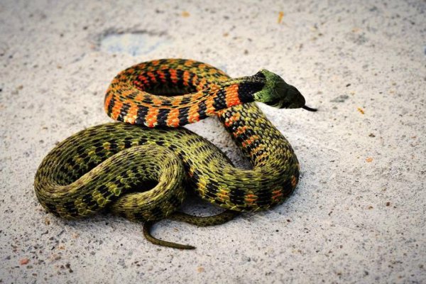 静观其变指一生肖