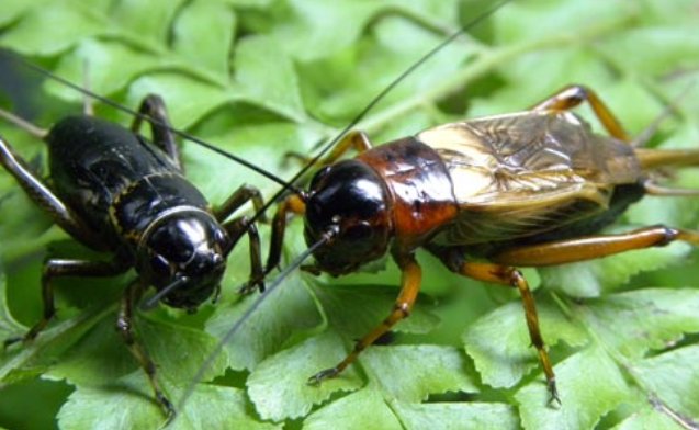 蟋蟀的怎么组词