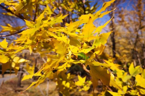 秋色宜人的意思