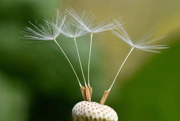 如愿以偿是什么意思