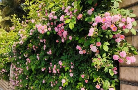 水精帘动微风起,满架蔷薇一院香,还是水晶帘动微风起?