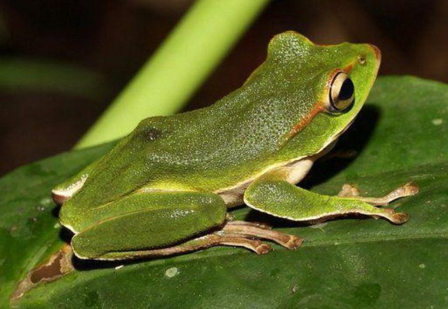 哪些是冷血动物