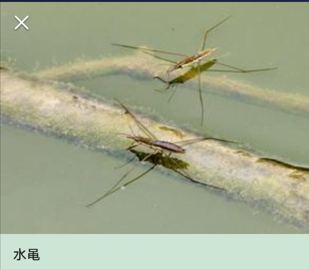 水蜘蛛有毒吗？