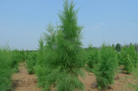 杉的笔顺怎么写的笔顺