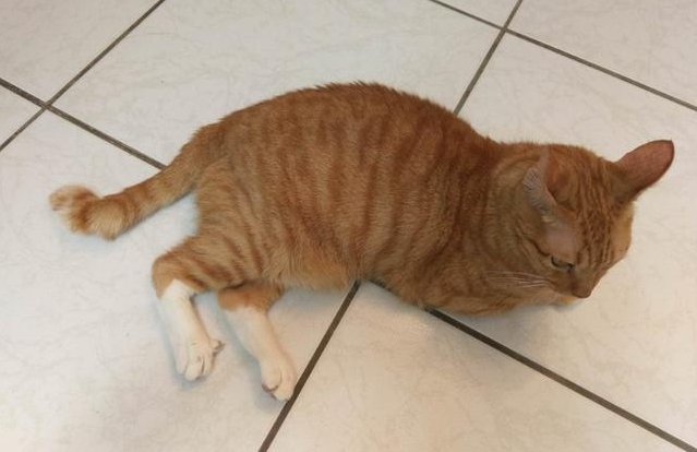 猫麒麟尾是什么意思