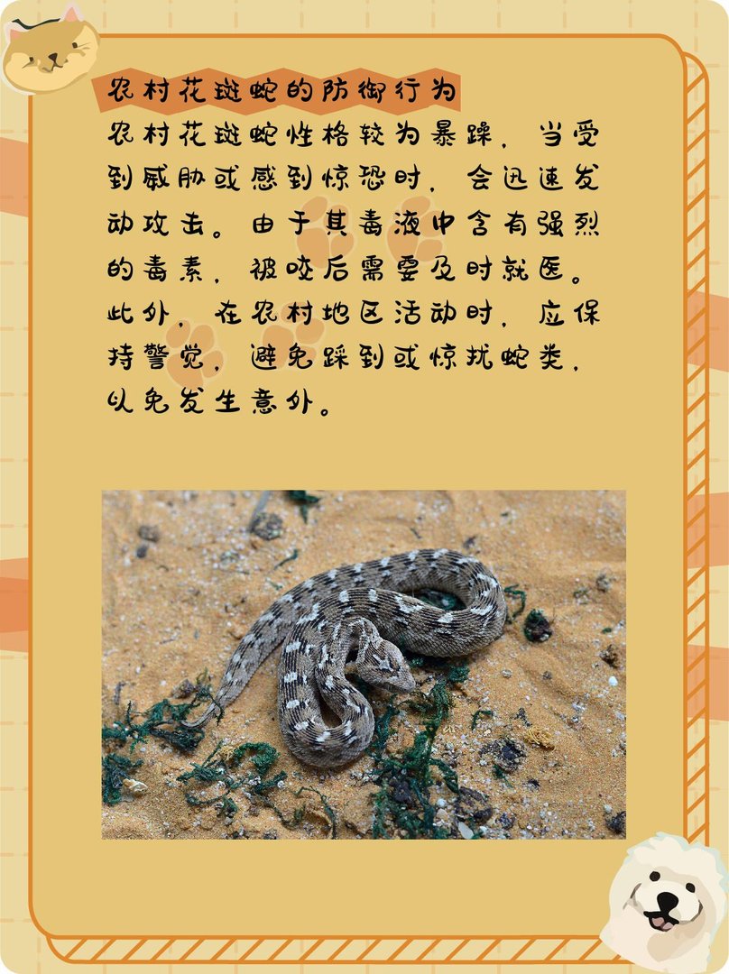 农村花斑蛇有毒吗？