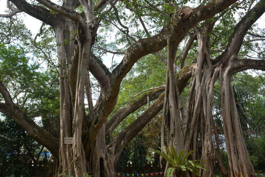 独木成林指什么树