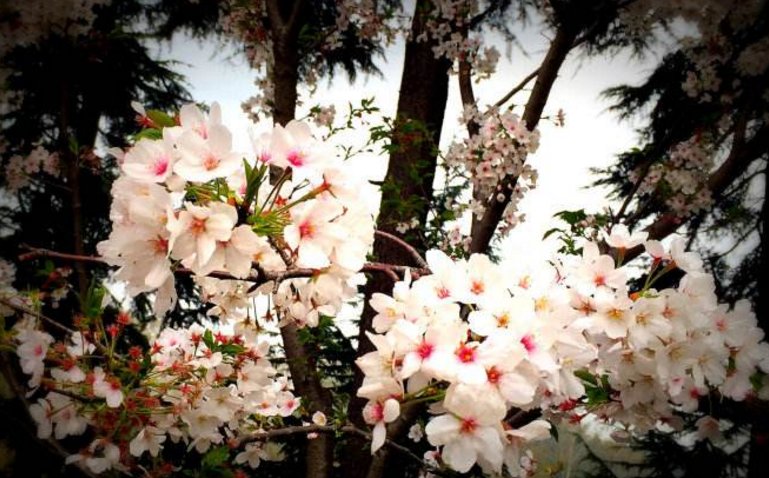 樱花烂漫几多时出自哪里