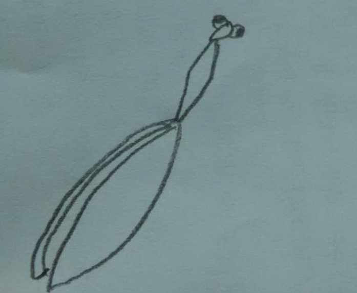 螳螂怎么画 简单