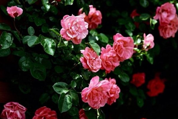 蔷薇盛开在几月份？什么季节？