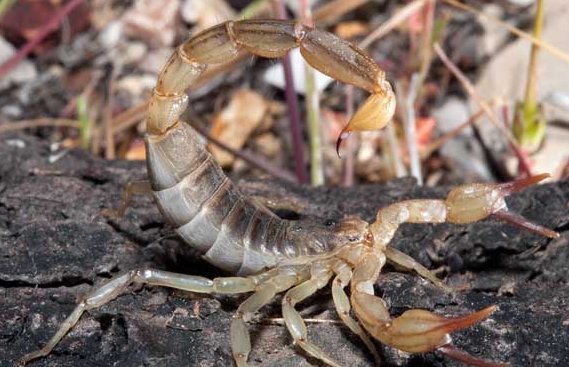 蝎子属于是昆虫吗？