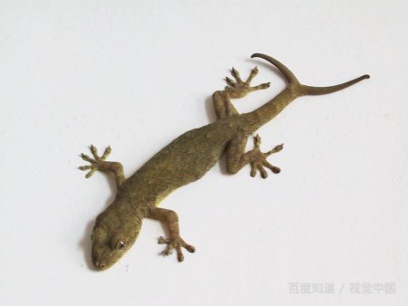 飞檐走壁打一动物