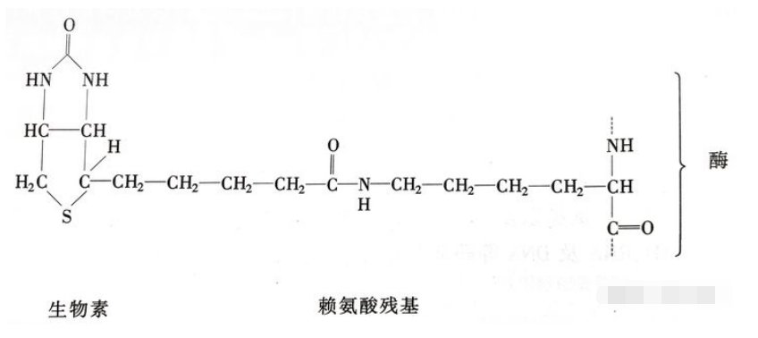 丙酮酸羧化的反应机理是什么？