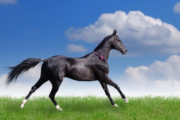 袭人故技是指什么动物