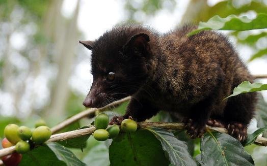 麝猫的生活习性
