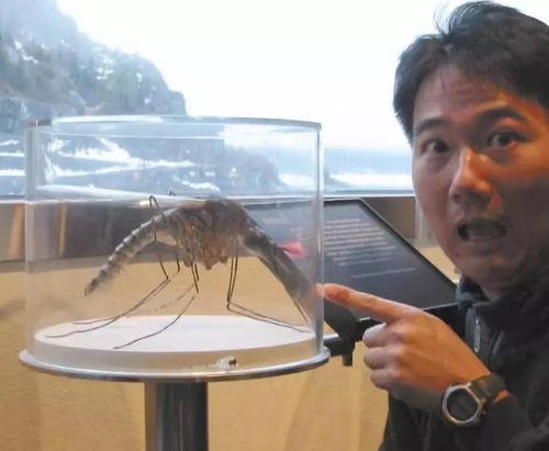 有哪些生物大到令人害怕？