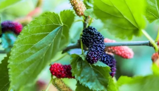 桑拼音怎么读音