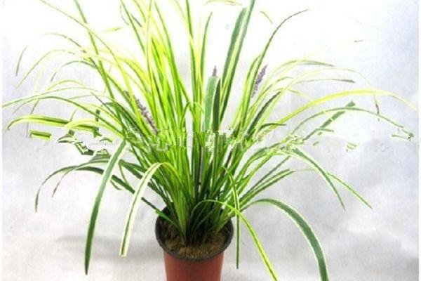 祝余草的功效与作用有哪些