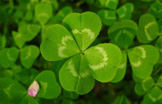 四叶草和三叶草的区别是什么？