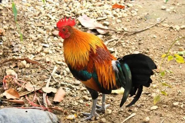 龙凤呈祥是什么生肖