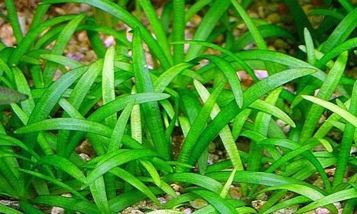 水草的种类及图片