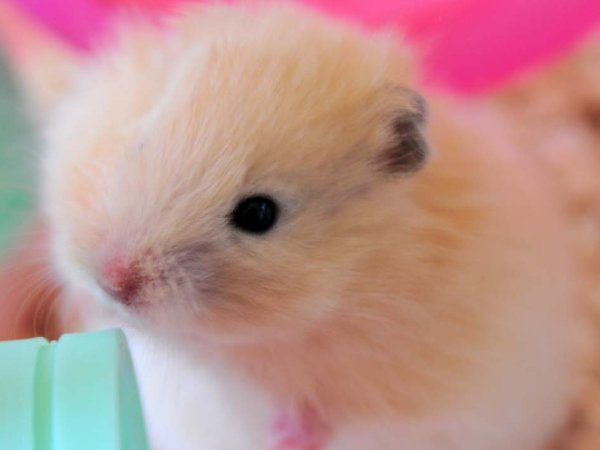 什么动物毛发最长