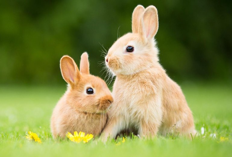 兔子的兔字怎么写