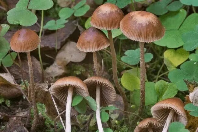 菇的部首和组词