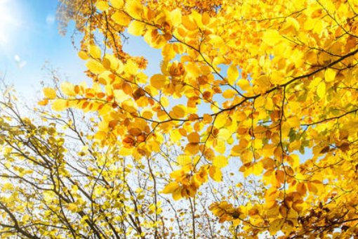 什么是黄黄的什么?