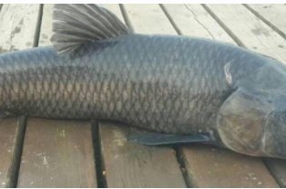 青鱼为什么被称为鬼鱼？