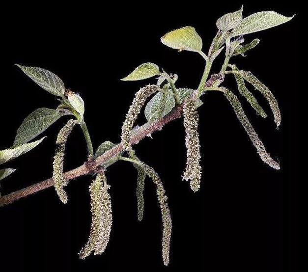 柔荑花序的树种有哪些？