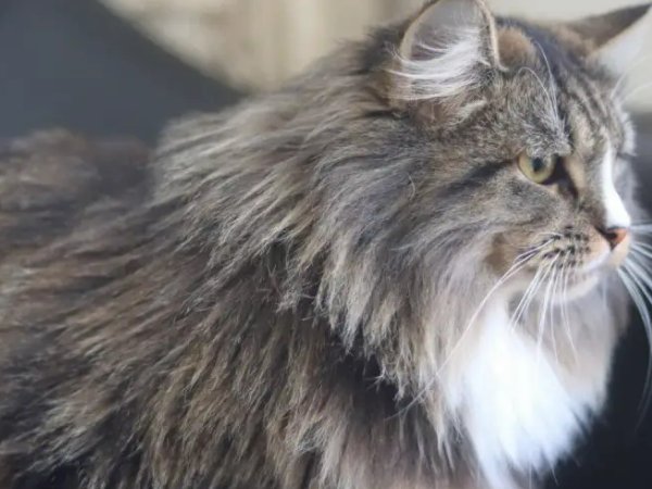 什么动物毛发最长